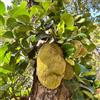 Generic semi di jackfruit, jackfruit, giardino esotiche da esterno fresca colonnare resistenti all'esterno balcone serre balcone regali 10pcs