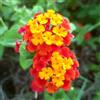 Generic Semi di resistenti alla lantana resistenti all'esterno lantana rare, decorazione del soggiorno resistenti per il giardino semi di per aiuole rialzate 55pcs