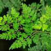 Generic Semi di Moringa, Le sempreverdi sono resistenti Moringa oleifera, giardino semi biologici 35pcs