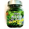 Pescasubito.com Pastura Innesco Alga Marina Pesca Salpa Orata Mare Sarago