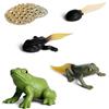 Generic Fasi della vita di una rana - modello educativo del ciclo di vita realistico, miniature plastiche dettagliate | Modelli di crescita naturali per le scuole e l'insegnamento scientifico,