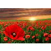 Generic Puzzle Per Adulti 1000 Campo Di Papaveri In Fiore Al Tramonto 75 * 50Cm