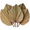 Ntcpefy Foglie di palma secche, 5 pezzi, 45,7 cm di altezza x 25,4 cm di larghezza, decorazione naturale per un bellissimo look bohémien