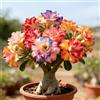 QEBIDVL 1 pezzi Rosa del deserto, facile da coltivare, richiede poca manutenzione, alto valore ornamentale, Adatto per uso esterno, casa, giardino