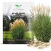 Magic of Nature Semi di Miscanthus Gigante - circa 100 pz - sinensis Piuma d'Argento - Graminacea Rustica per Schermatura, Siepi e Giardino