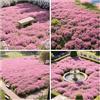 QEBIDVL 20000+ Timo Strisciante rosa per piantare all'aperto, giardino, Per la copertura del prato, NON OGM, Bassa manutenzione