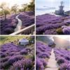 QEBIDVL 20000+ Timo Strisciante viola per piantare all'aperto, giardino, Per la copertura del prato, NON OGM, Bassa manutenzione