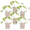 Bloomique - Set di 6 - Geranium 'Johnsons Blue' - Geranio - Fiori blu - Resistente al freddo - Altezza 10-20 cm - Vaso 9x9 cm