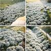 QEBIDVL 20000+ Timo Strisciante bianco per piantare all'aperto, giardino, Per la copertura del prato, NON OGM, Bassa manutenzione