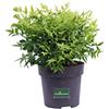 eGarden.store Pianta di Nandina Domestica Lemon Lime pianta da esterno pianta da giardino pianta ornamentale con foglie variopinte pianta pianta vea venduta da eGarden.store