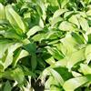 Generic aglio selvatico - Semi di resistenti in vaso semi di aglio selvatico varietà tradizionali selvatiche aromatiche invernali 225semi