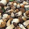 Generic 150 pezzi Semi decorativi di funghi porcini - semi di balcone biologici con letto elevato