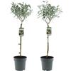 GARDENZO Olea Europaea - Albero di ulivo, misura XL, 80-100 cm, per balcone, terrazza e giardino, vaso da 19 cm (4)