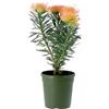 KENTIS - Leucospermum Succession - Pincushion Protea - Puntaspilli - Esterno - H 40-50 cm Vaso Ø 17 cm