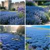 QEBIDVL 20000+ Timo Strisciante blu per piantare all'aperto, giardino, Per la copertura del prato, NON OGM, Bassa manutenzione