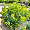 Generic semi di euforbia per i luoghi soleggiati verdi semi di aromatiche giardino aromatiche raro arbusti resistenti per giardinieri 200pcs