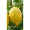 Generico Pianta di Limone Quattro Stagioni (Lunario o Carrubaro) in Vaso 20 cm - Innesto Basso