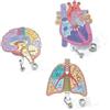 NiuLumea Porta badge con bobina con stampa anatomica del cuore, polmone, cervello, struttura in acrilico e cordino retrattile per uso educativo (cuore)