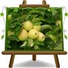 EURO PLANTS VIVAI EURO PLANTS Melo Golden Delicious Val di Non Pianta da Frutto età 4 anni