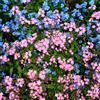 QEBIDVL 3000+ misti Non ti scordar di me, varietà antica, non OGM, per piantare in giardino, cortile, copertura del terreno, blu, bianco, rosa