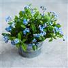 Generic Non ti scordar di me - Myosotis Sylvatica resistenti Decorazione balcone serra semi resistenti decorazione semi 35pcs