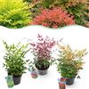Plantenboetiek.nl Nandina Tricolore - Giallo, rosso e arancione - 3 piante - Sempreverde - Bassa manutenzione - 35-45cm - Ø17cm - Pianta da giardino
