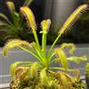 Generic Semi di drosera, Drosera capensis, Le perenni sono Drosera peltata, resistenti da balcone resistenti 250pcs
