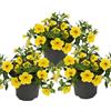 Exotenherz - Campanelle magiche - petunia sospesa - Calibrachoa - Vaso da 12 cm - Set di 3 piante - giallo