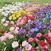QEBIDVL 3000+ Lisianthus misti, resistenti all'inverno, non OGM, Bianco, giallo, rosso, rosa, blu, viola