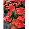 POWERS TO FLOWERS - POWERS TO FLOWERS - PERVINCA DEL MADAGASCAR, VINCA COLOR PESCA, 3 PIANTE, VASO 10CM DIAMETRO, piante vere