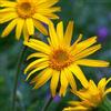 Generic Semi di arnica perenne, Arnica montana, semina autunnale, campo perenni resistenti 500pcs