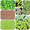Generic semi di lenticchia d'acqua per acquario, verdi esotiche sostenibile decorazione del balcone laghetto con galleggianti regali insoliti resistenti per il giardino 400pcs