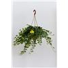 Plantì HEDERE BASKET Green Wonder, Edera di Dionisio Pianta Rampicante Sempreverde a Crescita Lenta, Vera Edera Rampicante da Utilizzare per Giardino Esterno Diametro vaso 19 cm