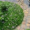 Generic oxalis, decorazioni giardino per esterni arredamento del soggiorno resistenti, adatte al pieno sole. in vaso recisi tappezzante resistente 300semi