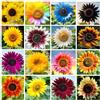 QEBIDVL 1000+ Sementi misti di girasole da piantare, 15 varietà annuali, varietà tradizionali, non OGM, Bassa manutenzione, attira farfalle e api