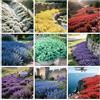 QEBIDVL 10000+ Timo Strisciante misti per piantare all'aperto, NON OGM, Bassa manutenzione, giardino, Per la copertura del prato, bianco, giallo, blu, rosso, viola, verde