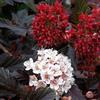 le Georgiche Vivai le Georgiche - Pianta vera di Physocarpus opulifolius Red Baron - vaso Ø 15 cm - altezza alla vendita 20-30 cm