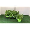 MODIPITRE 6 Piante di Menta Mojito su Vaso Nero cm 14 MODIPITRE
