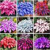QEBIDVL 200+ Hosta misto - Bassa Manutenzione e alto valore ornamentale Ottimo per l'ambiente Ombra - Paesaggistica - Altamente resistente con crescita rapida, Adatto per uso esterno, casa, giardino