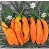Generic 25 peperoncino Aji Amarillo