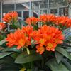 Generic Clivia - rampicanti Aiuole rialzate per il giardino d'appartamento esotiche da balcone resistenti, adatte al pieno sole. arredamento del soggiorno varietà 200semi