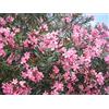 PERAGA GARDEN 1 PIANTA DI OLEANDRO ROSA IN VASO 20CM Nerium Oleander