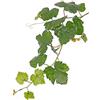 artplants.de Ramo di Vite Finto BJON, Zona Trasversale, Verde, 60cm - Vite Artificiale - Pianta Finta