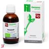 FITOMEDICAL SRL FAGGIO MACERATO GLICERICO 50 ML BIO
