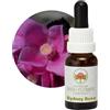 Australian Bush Flower Essences Sydney Rose 15ml stock Australian Bush Flower Essences Ian White
