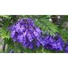 Generico 40 Semi di Jacaranda (Jacaranda Mimosifolia) - Albero Ornamentale con Fioritura Viola