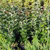 Generic Eleagnus ebbingei, 24 piante con altezza 60/80 cm, vaso Ø18, per una siepe lunga da 12 a 18 metri