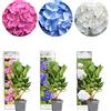 Bloomique - Mix di 3 - Hydrangea macrophylla - Rosa, Blu, Bianco - Ortensia - Ortensia da giardino - Piante da giardino - Resistente al freddo - Alte 20-30 cm - Vaso da 10,5 cm