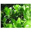 Seeds & Plants Shop by Ipsa Pezzi - 10x Scaevola Taccada - Meersalat Pionierpflanze Commestibile Piante - Seme ID1760 - Seeds & Plants Shop by Ipsa