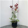 SAVINI VIVAI L'ARTE DI FARE NATURA SAVINI VIVAI Photinia Red Robin - Pianta da Siepe Rossa in Vaso 18 cm - Altezza 60-70 cm - Foglie Rosse Decorative, Perfetta per Bordure